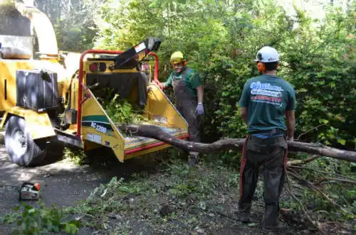 tree services Madera Acres